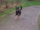 Schäferhund-Mischling beacouron
