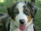 AUSTRALIAN SHEPHERD gut erzogen gechipt geimpft entwurmt