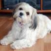 Cocker Spaniel Welpe H ndin