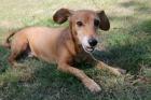 BOMMEL - liebenswerter Dackel-Pinscher-Mix - 10 Jahre - Tierhilfe-Franken e. V.