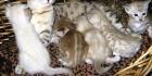 Bengal kittens mit Papiere
