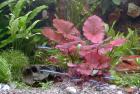 Verk. jederzeit Wasserpflanzen Teichpflanzen Schwimmpfanzen Lotus Anubia Cr