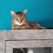 MOGLI - bildhübsche europäische Kurzhaarkatze - 1 Jahr - Tierhilfe-Franken e. V.