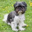 SIR BOBBY - Shih Tzu - 5 Jahre - Tierhilfe-Franken e. V.