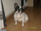 Verkaufe Französische Bulldogge