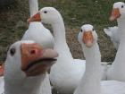 Jetzt Weihnachtsgans aus Freiland reservieren