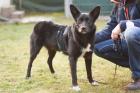 MOBBY - lieber und intelligenter Mischling - 2 Jahre - Tierhilfe-Franken e. V.