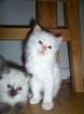 Ragdoll KitteAbzugeben mit Papiere