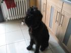 Kleiner Riese 8Mon sucht neues Zuhause