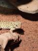 1. 2 Teratoscincus Roborowski - Wundergeckos adult