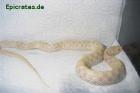 2xStrumpfbandnattern 100 Hetero für Albino