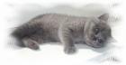 Wegen Zuchtaufgabe haben wir noch 2 Kitten und eine 1 Jährige Katze abzugeben