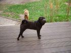 Shar Pei Hündin 6 Monate in liebevolle Hände anzugeben
