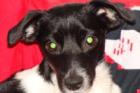 Kleiner Jacki ca. 9 Monate kastriert sucht DICh