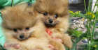 Pomeranien reinrassiger