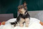 SINDYLEIN - lieber Yorkshire-Terrier - 12-13 Jahre - Tierhilfe-Franken e. V.