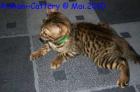 Traumhafte Bengalkitten