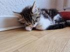 Norwegische Mix Kitten