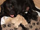Labradorwelpen mit Papiere braun gelb und schwarz