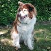 Thalia sucht ein Zuhause