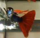 Red Cherry Garnelen je 0. 50Euro und Guppys je 0 50 Euro