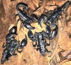 Schwarzer Thaiskorpion groß Heterometrus spinifer