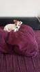 Chihuahua Welpe