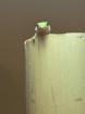 Gecko von der Art Phelsuma Parva