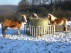 Sommerweide Ganzjahresweide Offenstall