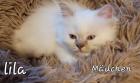 Heilige Birma Kitten