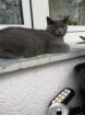 Britisch kurzhaar Deckkater