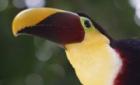 Mittelamerika Rundreise Costa Rica - Nicaragua - Panama 15 Tage
