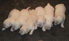 Golden Retriver zu verkaufen