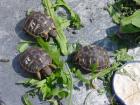 Griechische Landschildkröten direkt vom Züchter / Testudo hermanni hermanni