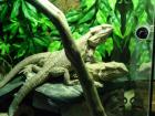 Großes Terrarium inklusive Bartagamen Pärchen zu verkaufen.