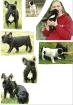 Französische Bulldoggwelpen zuchttauglich