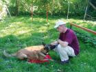Hundeprobleme Tophundeschule hilft sofort