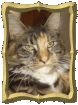 Catsitting - Katzenbetreuung so individuell wie Ihr Liebling