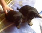 4üsse Jack Russel . terrier Mix welpen