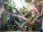 SUCHE 0 1 physignatus lesueuriiAustralische Wasseragame