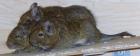 3 Degus weibchen ca. 1 1/2 Jahre. Zutraulich und verpielt