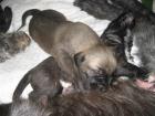 Irish-Wolfhound Welpen m/w.