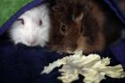 2 Meerschweinchen abzugeben 11 Wochen alt