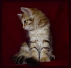 Cattery Amavi PL - new litter of siberian cats