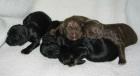 Niedliche Cocker Spaniel Welpen für einen guten Preis. 200