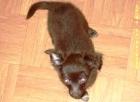Zuckersüßer Chihuahua Rüde SCHOKO