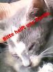 Tiere in Not Tierrettung Tunesien
