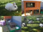 Süße Zwergkaninchen und Ausrüstung Stall - Kaninchen