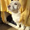 Rulis - ein kleiner Kuschelbuddy