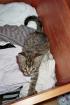 Süßer Kater sucht zum 12. 07. 08 neues Zuhause
